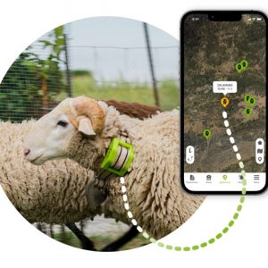 Localitzador GPS per ovelles